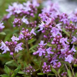 Thym couché (Thymus praecox)