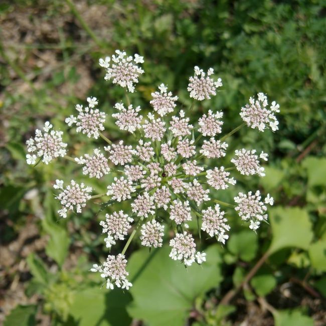 Valériane officinale (Valeriana officinalis)