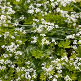 Aspérule odorante (Galium odoratum)