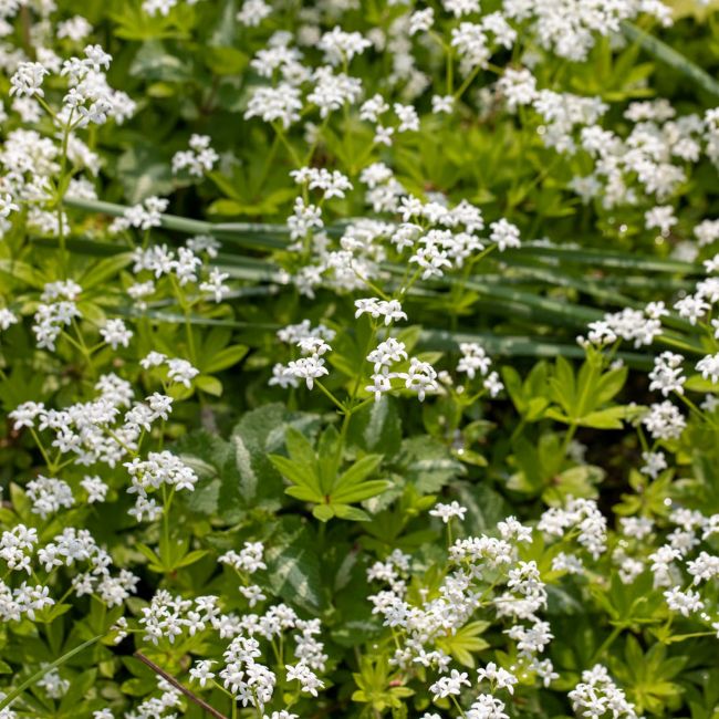 Aspérule odorante (Galium odoratum)