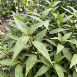 Coriandre vietnamienne (Persicaria odorata)