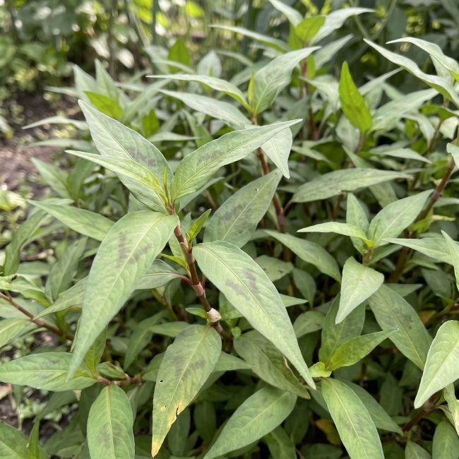 Coriandre vietnamienne (Persicaria odorata)