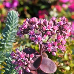 3 Orpins 'Red Canyon' (Sedum cauticola 'Red Canyon')