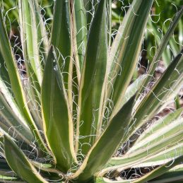 3 Agaves schidigera (Agave schidigera)