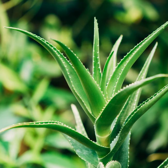3 Aloe vera (Aloe vera)