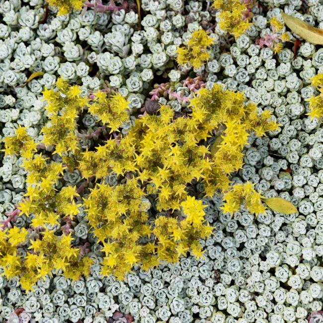 3 Orpins spatulés 'Cape Blanco' (Sedum spathulifolium 'Cape Blanco')