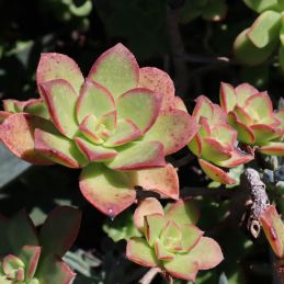 3 Joubarbes 'Pink Pomelo' (Sempervivum BigSam® 'Pink Pomelo')