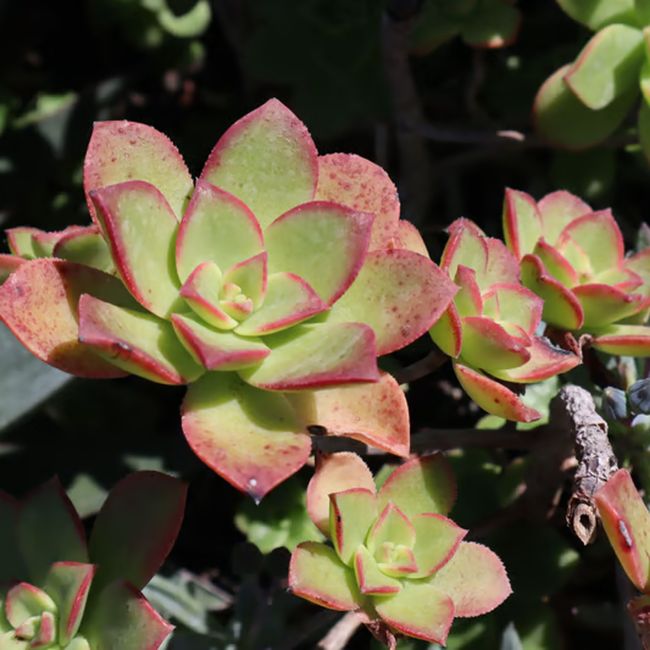 3 Joubarbes 'Pink Pomelo' (Sempervivum BigSam® 'Pink Pomelo')