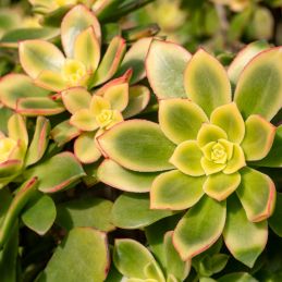 3 Aeoniums de Haworth (Aeonium haworthii)