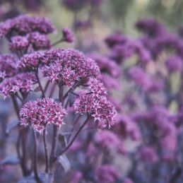3 Orpins 'Marina' (Sedum telephium 'Marina')
