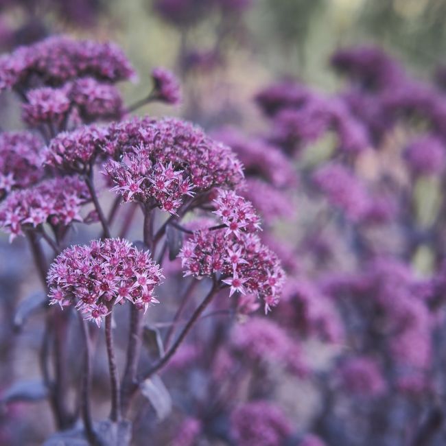 3 Orpins 'Marina' (Sedum telephium 'Marina')
