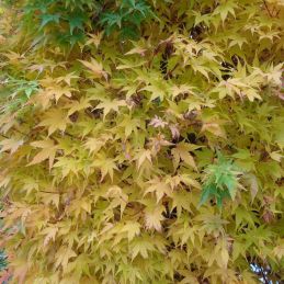 Érable du Japon 'Uneo Yama' (Acer palmatum 'Uneo Yama')