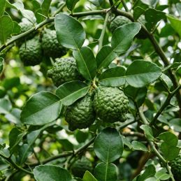 Combava (Citrus hystrix)