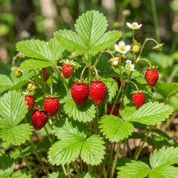 Fraisier des bois 'Monophylla' (Fragaria vesca 'Monophylla')
