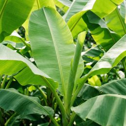 Bananier (Musa x speciosa)