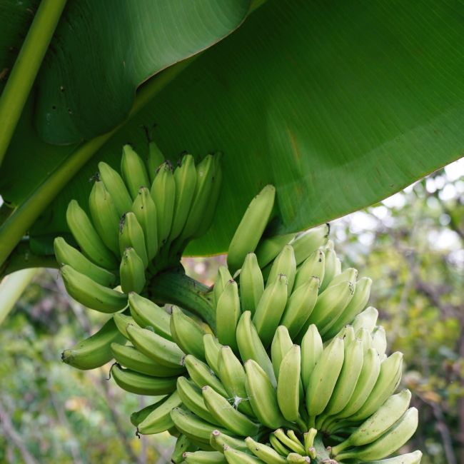 Bananier 'Helen's Hybrid' (Musa sikkimensis 'Helen's Hybrid')