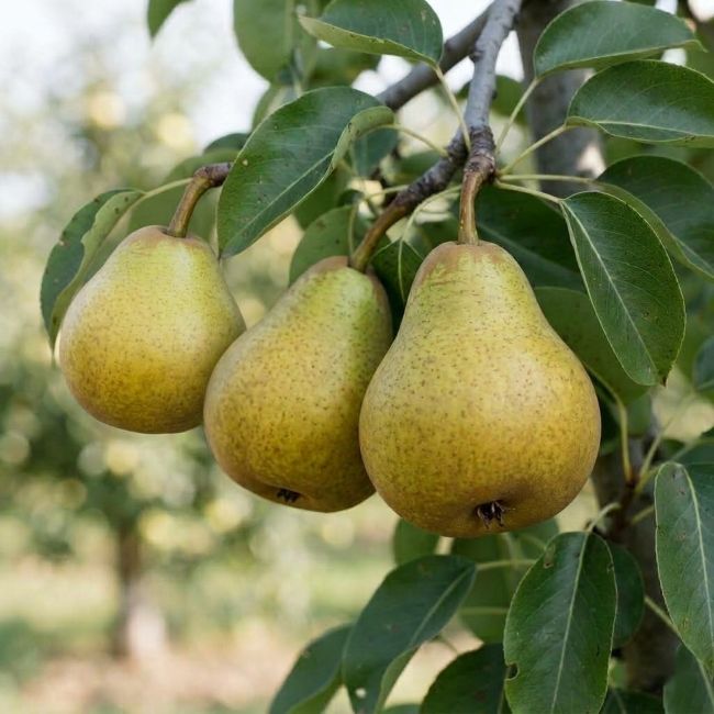Poirier 'Passe-Crassane' (Pyrus communis 'Passe-Crassane')