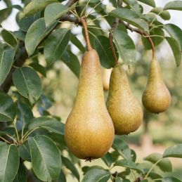 Poirier 'Abbé Fetel' (Pyrus communis 'Abbé Fetel')