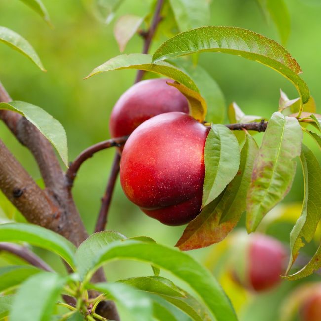 Nectarine Morton (Prunus persica var. nucipersica 'Morton')