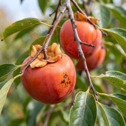 Kaki chocolat (Diospyros kaki 'Chocolate')