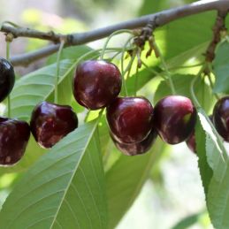 Cerisier 'Noire de Tartarie' (Prunus avium 'Noire de Tartarie')