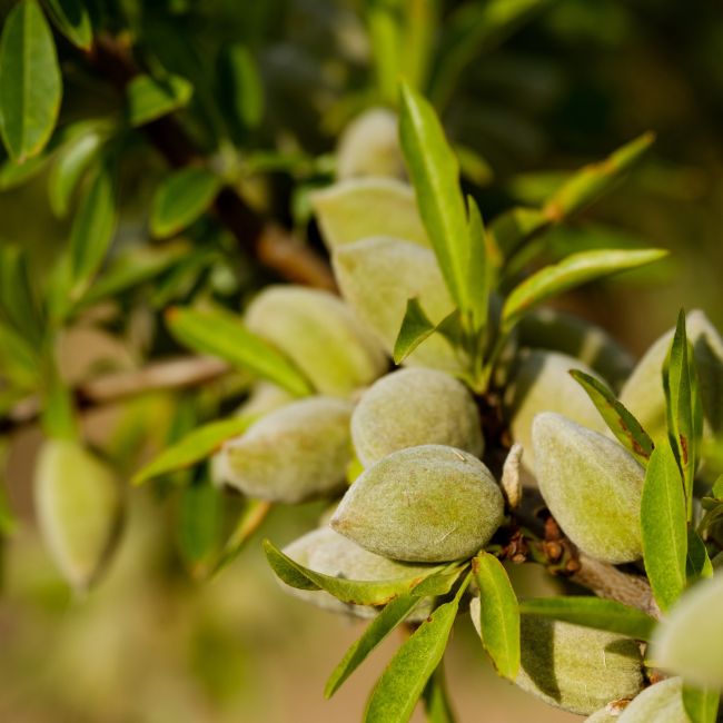 Amandier 'Ferragnès' (Prunus dulcis 'Ferragnès')