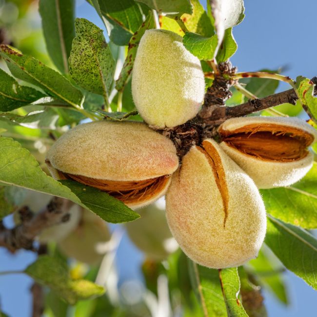 Amandier 'Aï' (Prunus dulcis 'Aï')