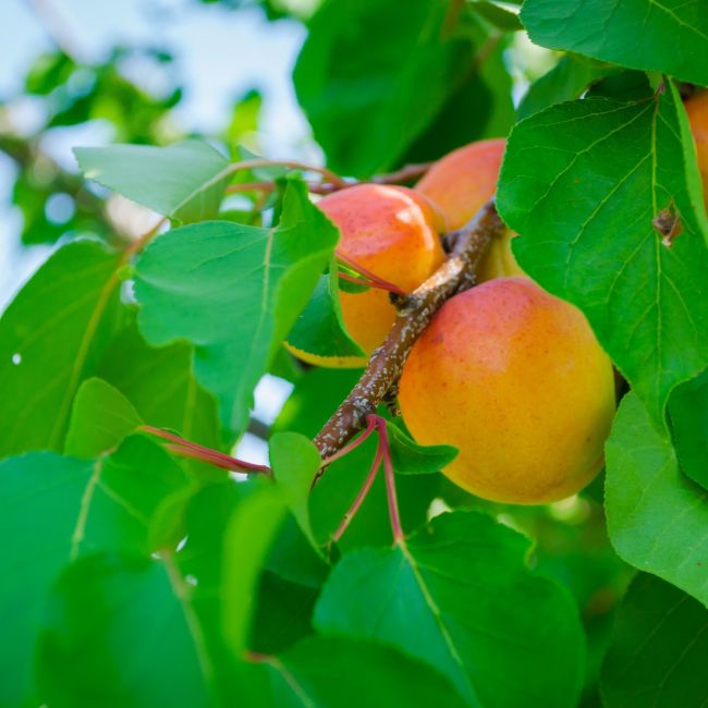Abricotier 'Tardif de Tain' (Prunus armeniaca 'Tardif de Tain')