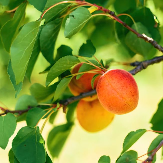 Abricotier 'Pêche de Nancy' (Prunus armeniaca 'Pêche de Nancy')