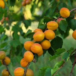 Abricotier 'Royal' (Prunus armeniaca 'Royal')