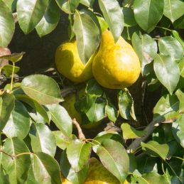 Poirier 'Doyenné du Comice' BIO (Pyrus communis 'Doyenné du Comice')