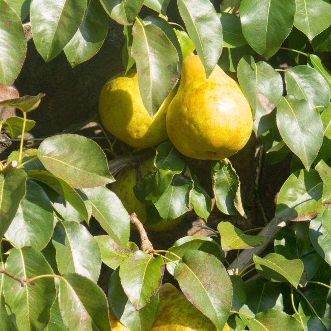 Poirier 'Doyenné du Comice' BIO (Pyrus communis 'Doyenné du Comice')