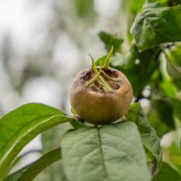 Néflier d'Allemagne BIO (Mespilus germanica)