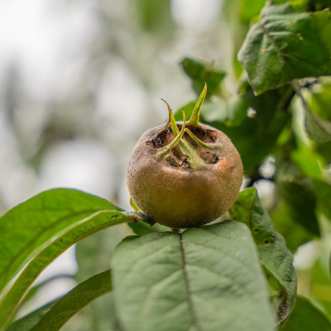 Néflier d'Allemagne BIO (Mespilus germanica)