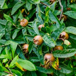 Néflier d'Allemagne (Mespilus germanica)