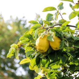 Cognassier 'Portugal' BIO (Cydonia oblonga 'Portugal')