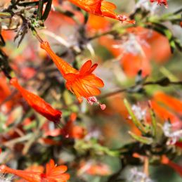 3 Fuchsias de Californie (Zauschneria californica)