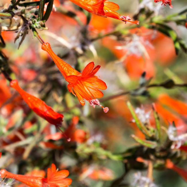 3 Fuchsias de Californie (Zauschneria californica)