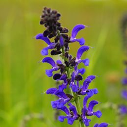 3 Sauges guarani 'Black and Blue' (Salvia guaranitica 'Black and Blue')