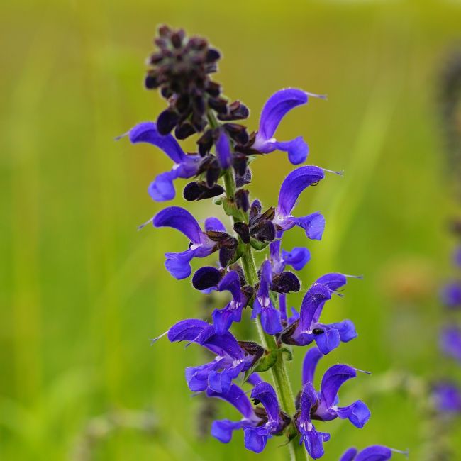 3 Sauges guarani 'Black and Blue' (Salvia guaranitica 'Black and Blue')