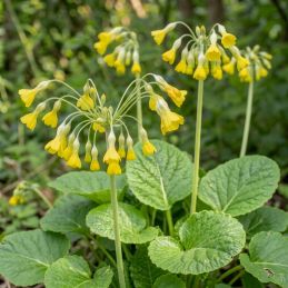 3 Primevères du Tibet (Primula florindae)