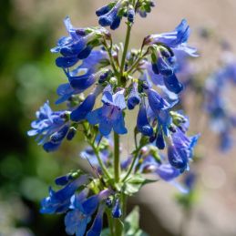 3 Penstemons 'Blue Spring' (Penstemon heterophyllus 'Blue Spring')