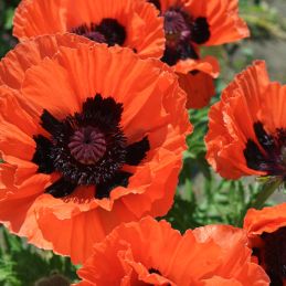 3 Pavots d'Orient 'Prince of Orange' (Papaver orientale 'Prince of Orange')