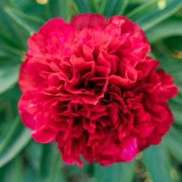 3 Pivoines 'Many Happy Returns' (Paeonia lactiflora 'Many Happy Returns')