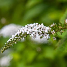 3 Lysimaques de Chine (Lysimachia clethroides)