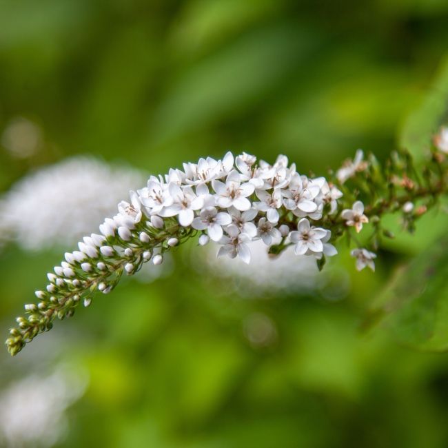 3 Lysimaques de Chine (Lysimachia clethroides)