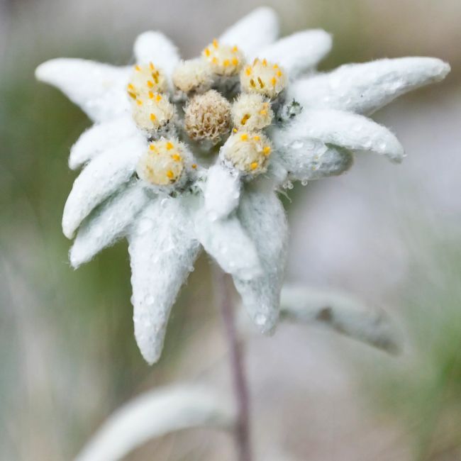 3 Edelweiss (Leontopodium alpinum)