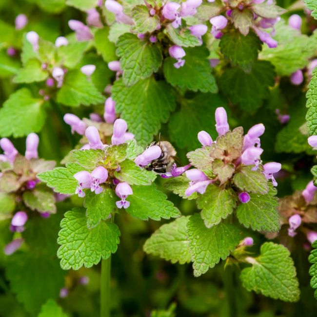 3 Lamiers maculés 'Anne Greenaway' (Lamium maculatum 'Anne Greenaway')