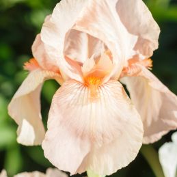 3 Iris des jardins 'Peach Frost' (Iris barbata-elatior 'Peach Frost')