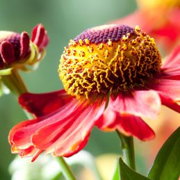 3 Hélénies 'Ruby Tuesday' (Helenium 'Ruby Tuesday')